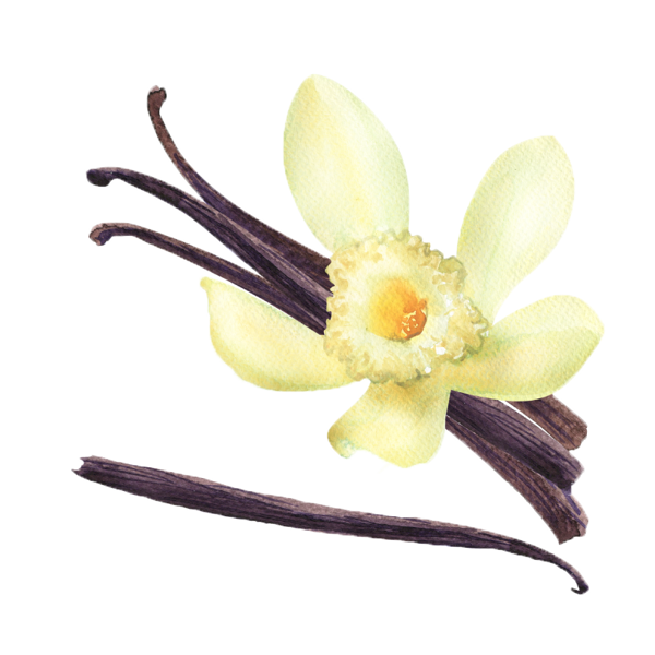 وانیل | Vanilla